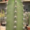 Pachycereus_grandis